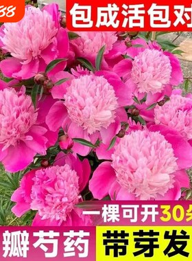 芍药花苗重瓣带芽大苗鲜花四季开花卉牡丹花种根盆栽植物大花带花