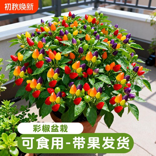 七彩辣椒盆栽带果绿植可食用室内植物阳台朝天椒菜秧苗室外客厅