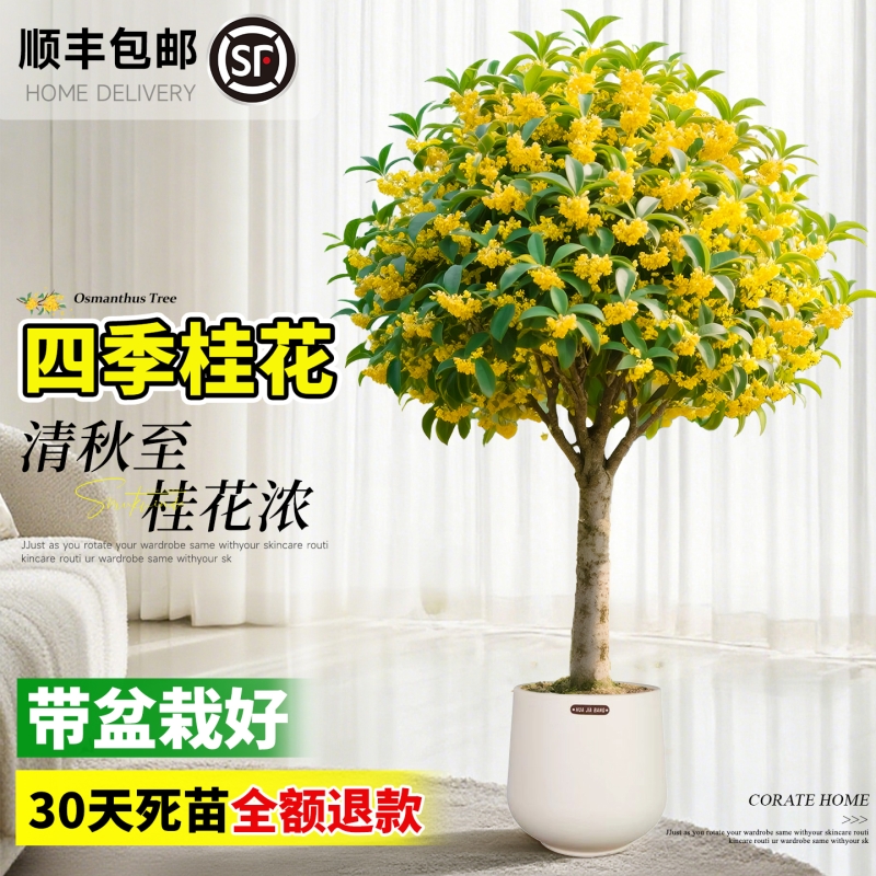 特级大盆老桩四季桂花室内盆栽带花苞八月桂树苗浓香可食用绿植物