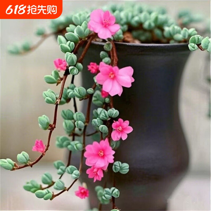 新款小桃心多肉桃心碧玉莲 肉肉盆栽组合办公鹿角海棠多肉植物
