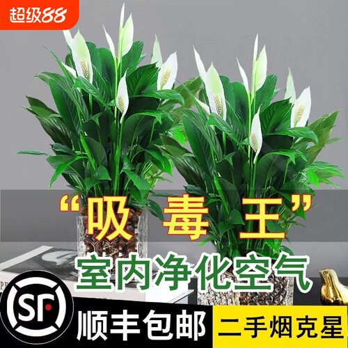 一帆风顺花卉绿植白掌水培盆栽绿萝植物室内花好养发财树吸除甲醛