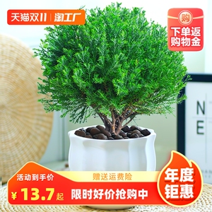 雾松小盆景办公室客厅四季常青绿植观叶好养植物花卉盆栽净化空气