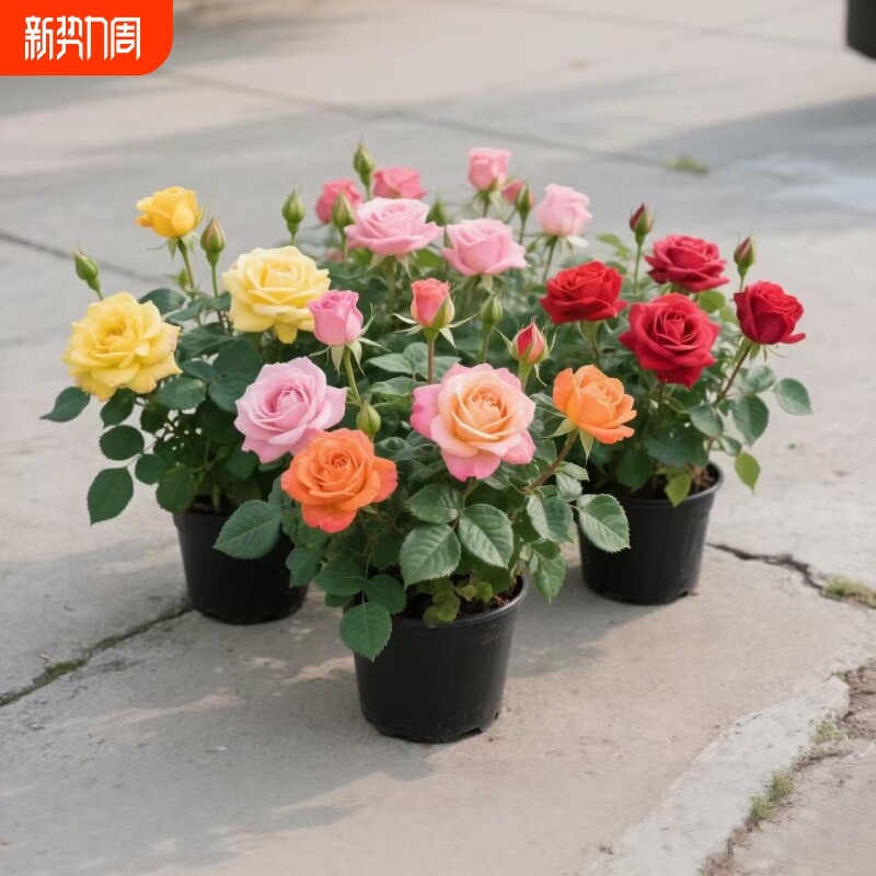 玫瑰花苗月季小苗四季开花阳台盆栽花卉爬藤绿植物大藤本蔷薇耐寒