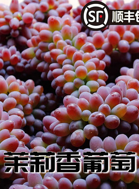 发顺丰现摘茉莉香葡萄新鲜水果当季郁金香无籽红提提子八号精品