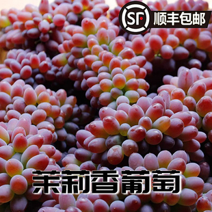 发顺丰现摘茉莉香葡萄新鲜水果当季郁金香无籽红提提子八号精品