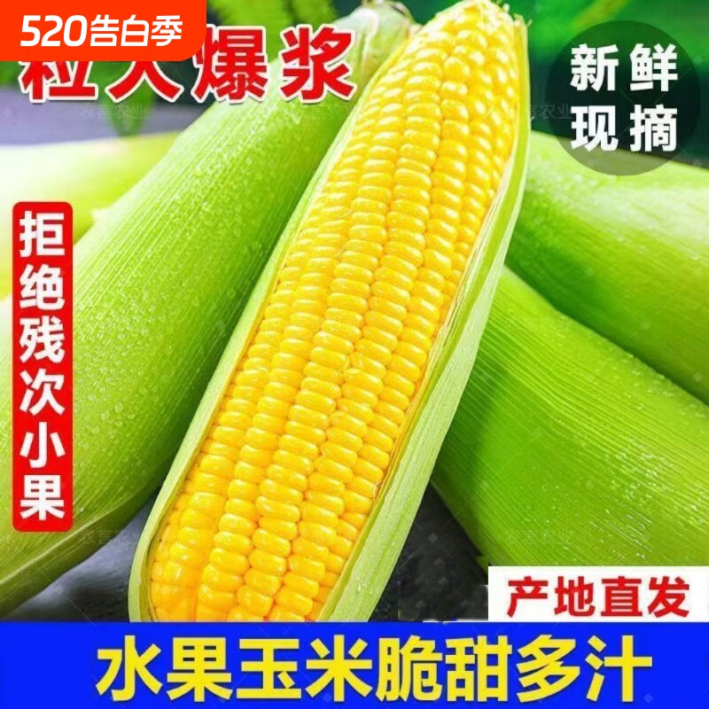 广西现摘大甜玉米水果玉米5斤粘糯甜苞谷非金银云南8当季生鲜新鲜