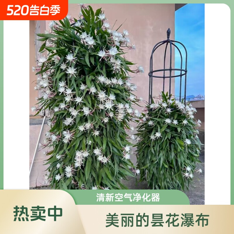 昙花苗盆栽可食用绿植花卉多肉植物阳台室内外好养活四季开花美人
