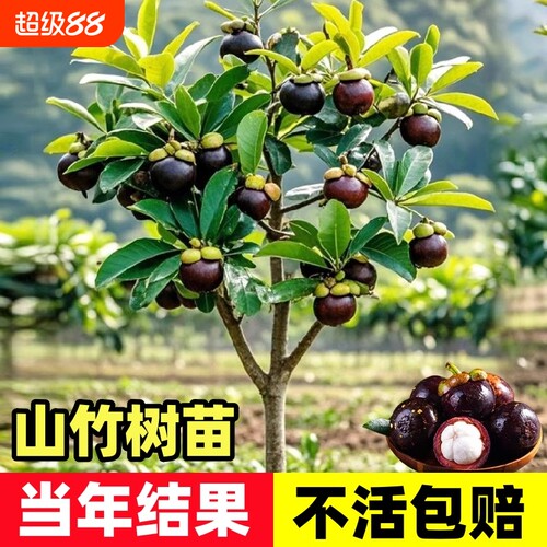 释迦果苗树带果台湾凤梨嫁接果苗