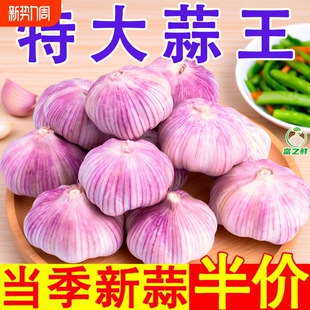 产山东紫皮大蒜头干蒜农家自种蔬菜红皮大蒜新鲜种植s当季 批发价