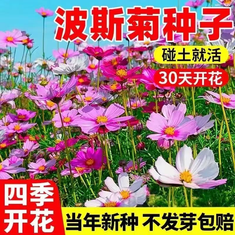 波斯菊野花组合多年生种子