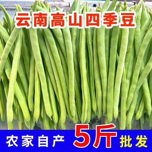 云南新鲜四季豆芸豆菜豆当季豆角扁豆应季蔬菜无筋豆小金豆批发