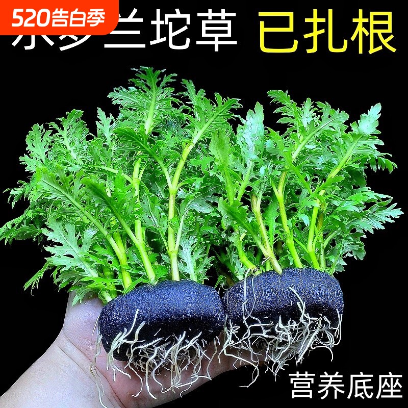 水罗兰坨草鱼缸造景阴性淡水增氧净水后景新手懒人水草植物好养活