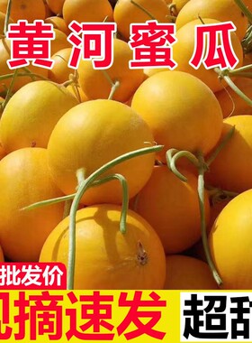 正宗黄河蜜瓜新鲜甜瓜水果当季现摘10整箱斤包邮哈密瓜甘肃民勤