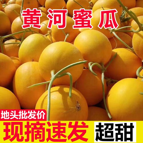 正宗黄河蜜瓜新鲜甜瓜水果当季现摘10整箱斤包邮哈密瓜甘肃民勤