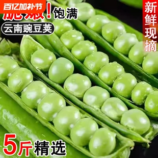 现摘新鲜豌豆5斤带壳青豆角粒云南应当季农家蔬菜甜豆荚整箱包邮