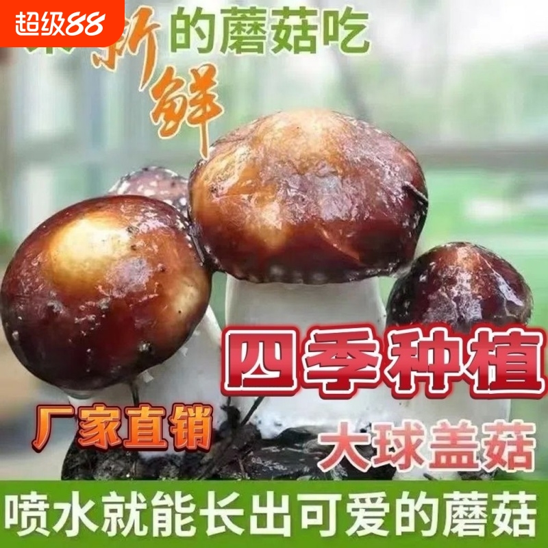 大球盖菇松茸菌包提供菌种种植蘑菇室内食用菌家庭四季盆栽阳台