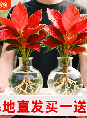 吉利红盆栽室内水培植物如意皇后客厅鲜花卉红叶万年青桌面小绿植