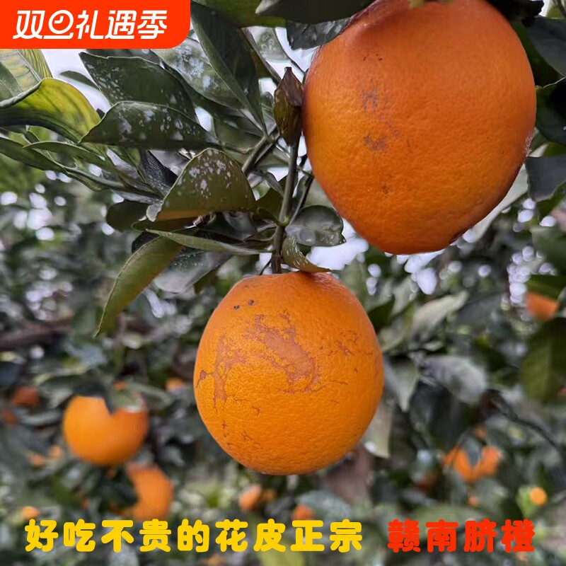 正宗赣南脐橙江西9斤榨汁丑橙子18.5斤花皮果10当季新鲜水果2