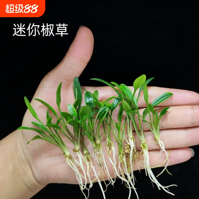 迷你椒草小水兰水草龙舌兰阴性水草根系发达易种植水族造景装饰