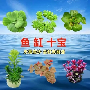 鱼缸浮萍水草养鱼生态缸净化增氧淡水草水培植物造景摆件沉底定植