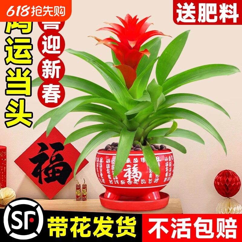 鸿运当头盆栽带花水培绿植四季开花发财树植物室内外客厅红掌花卉