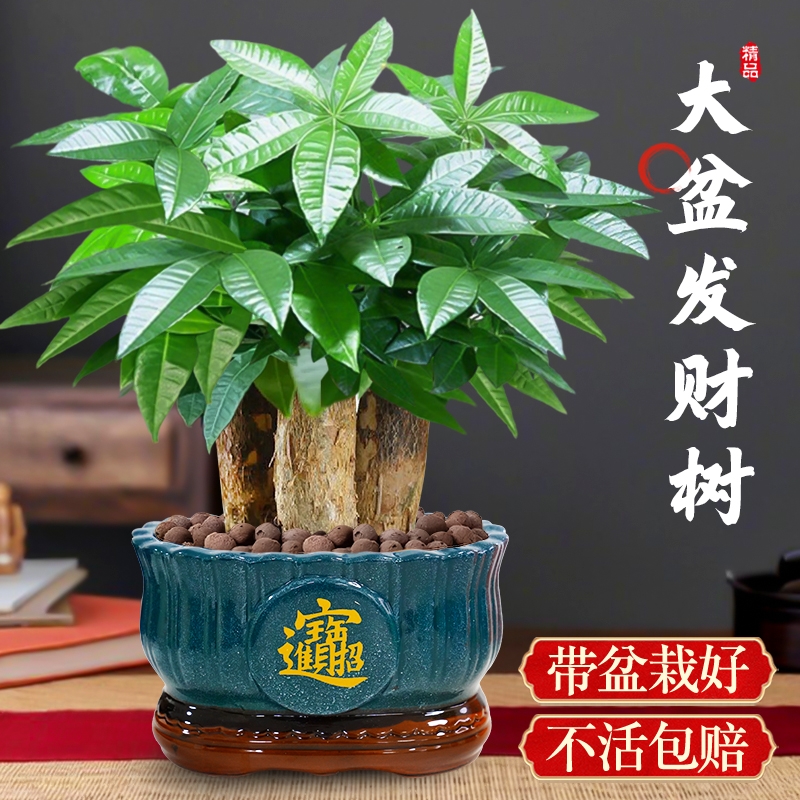 发财树小盆栽客厅盆景办公室内桌面旺宅绿植开业送礼四季常青好养