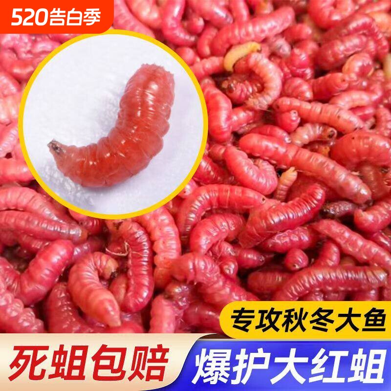 红蛆虫活饵钓鱼饵料野钓鲫鱼鲤鱼饵料红曲虫活饵料红虫钓鱼饵料