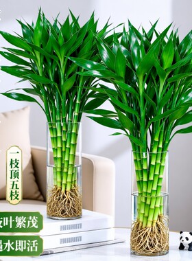 带根富贵竹水培植物粗杆客厅招财竹节盆栽开运水养节节高桌面绿植