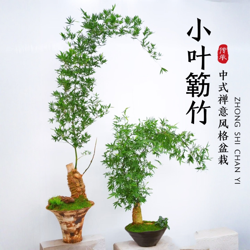 禅意小叶簕竹成品盆景绿植