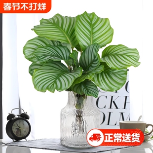 水培植物青苹果竹芋盆栽孔雀竹芋四季常青办公室内绿萝好养绿植物