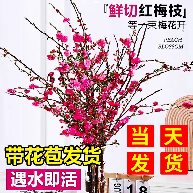 秋冬必入红梅花，遇水就活好打理