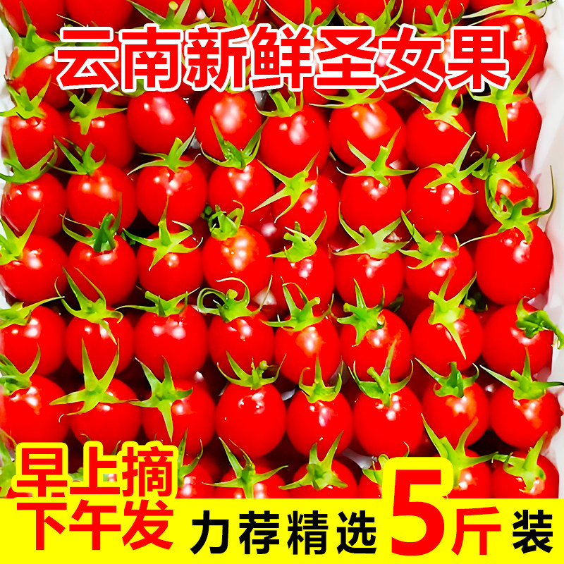 正宗云南高山圣女果小番茄可生吃水果新鲜樱桃小番茄包邮一颗农场