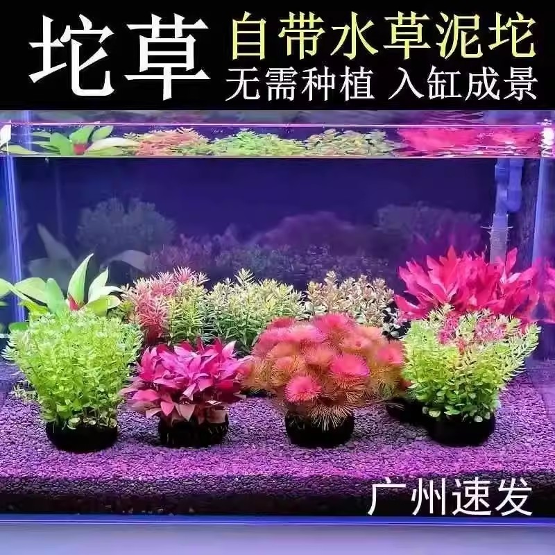 水罗兰坨草鱼缸造景水草植物绿植阴性后景古法养鱼新手懒人好养活