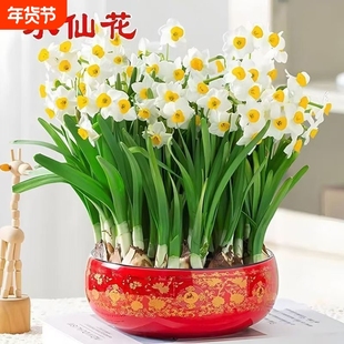 水仙花种球水培室内盆栽水养植物冬季好养耐寒种子四季种植花卉