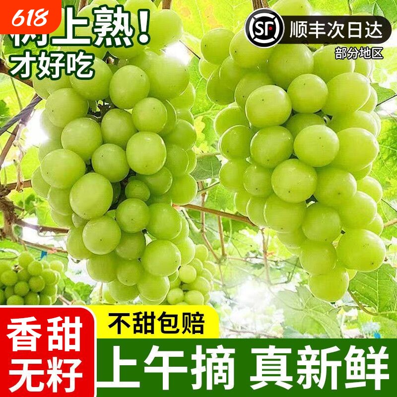 正宗云南阳光玫瑰青提晴王商超一级果葡萄青提脆甜多汁顺丰速发