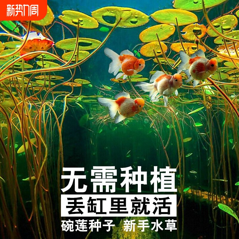 四季速成水草种子水族鱼缸造景活体淡水植物牛毛草水草增氧