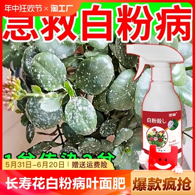 长寿花白粉病专用药治叶子发白斑白霜病的药开花肥料促花肥营养