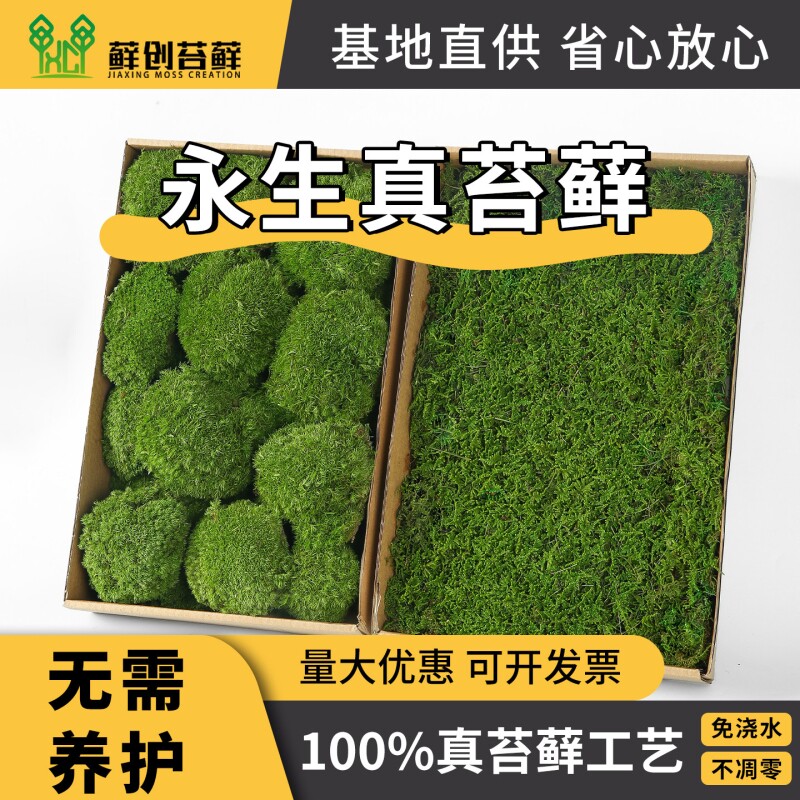 永生苔藓白发大灰藓室内软装造景铺面植物墙背景墙真仿真景观人工