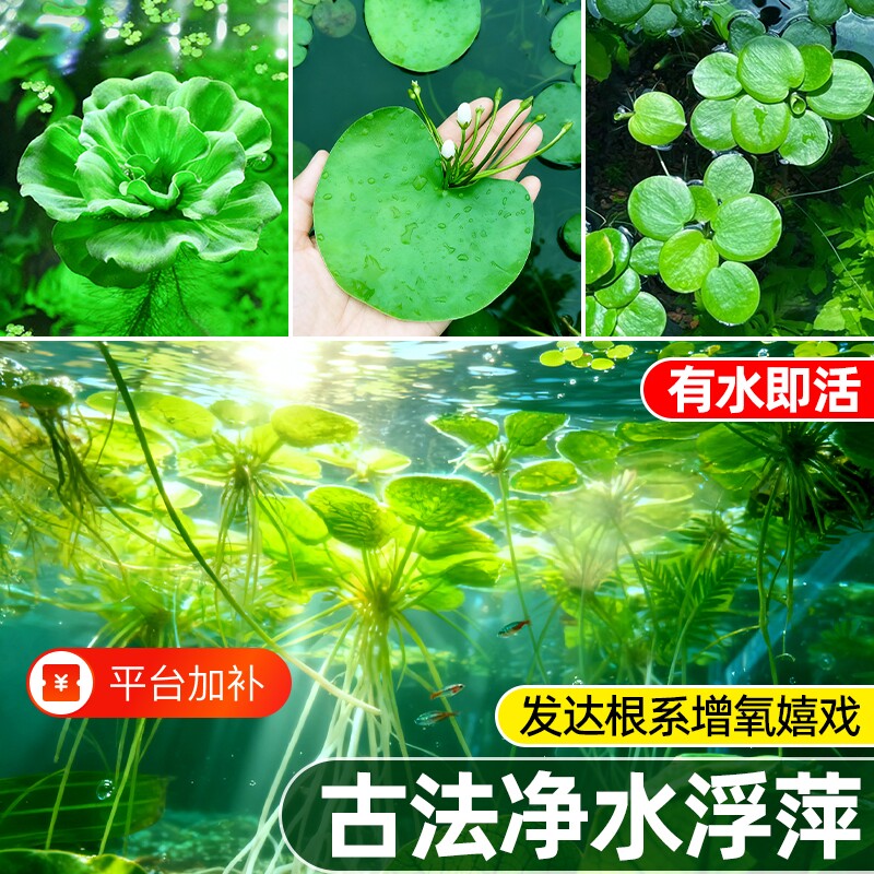 浮萍水草古法缸养鱼缸净水植物龟缸躲避水培水芙蓉水葫芦漂浮造景
