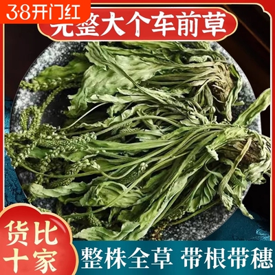 野生车前草中药材500g正品新鲜干货泡茶车钱草中药泡水车前草茶