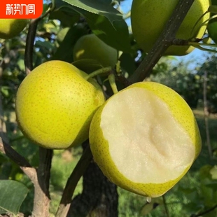 安徽砀山梨子新鲜青皮当季 水果翠玉梨苹果梨皇冠梨翠冠梨蜜梨
