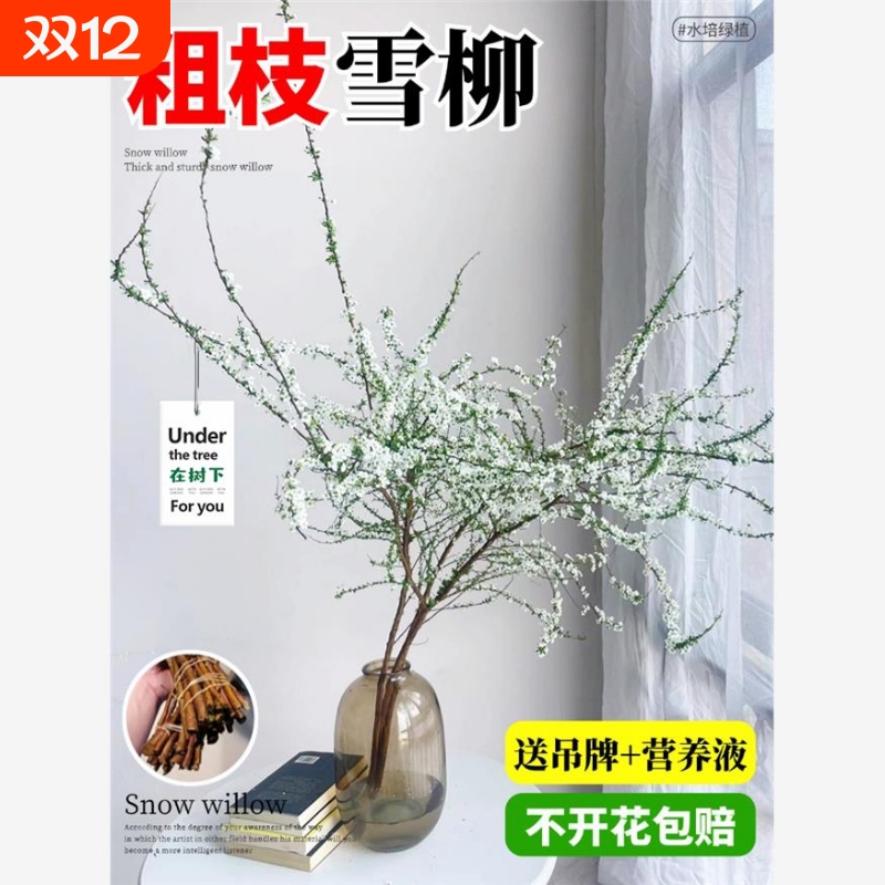 雪柳鲜枝花苞水培植物干枝水养插花室内盆栽花卉龙柳鲜切干支客厅