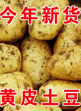 正宗新鲜中土豆5斤黄皮黄心当季土豆农家蔬菜带10斤马铃薯
