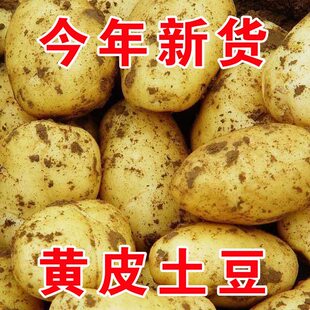 正宗新鲜中土豆5斤黄皮黄心当季 土豆农家蔬菜带10斤马铃薯