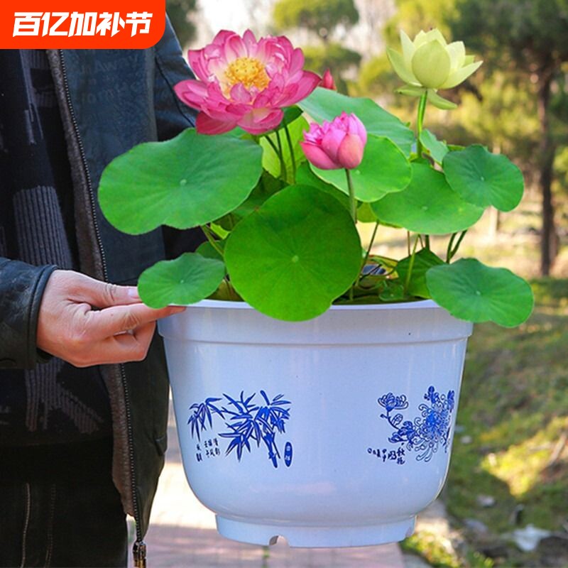 鱼缸水草碗莲水培植物种子四季开花水生植物盆栽无土淡水好养
