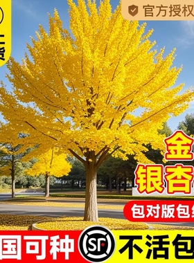 银杏树苗早金绿叶庭院别墅风景大型绿化树木盆栽白果南北方可种植