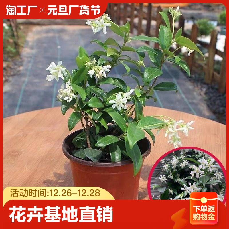 风车茉莉爬藤植物垂丝络石藤四季开花苗室内阳台花卉盆栽常青绿植