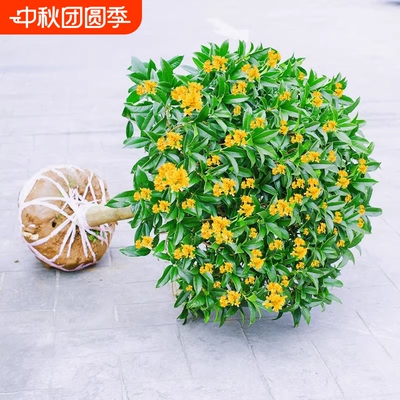 金桂花树苗盆栽八月桂花苗庭院耐寒大树苗四季开花卉客厅花期观赏