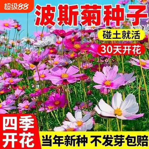 波斯菊野花组合多年生种子