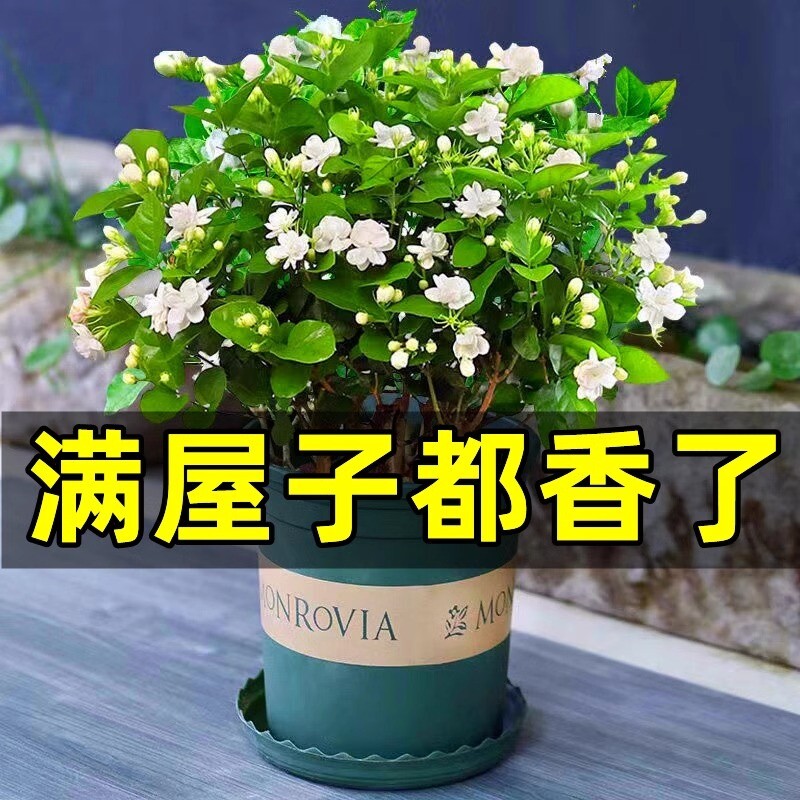 茉莉花苗盆栽水培带花苞九里香老桩栀子花卉驱蚊绿植物四季开花